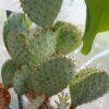Opuntia santa-rita – Bild 3