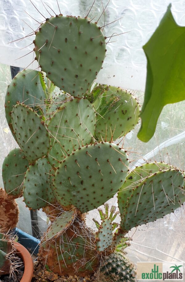 Opuntia santa-rita – Bild 3
