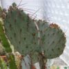 Opuntia santa-rita