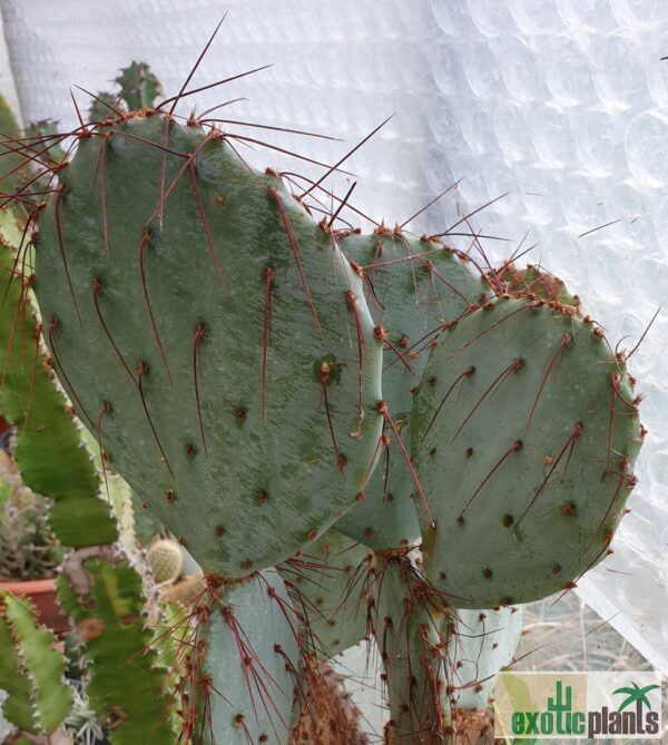 Opuntia santa-rita