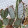 Opuntia santa-rita – Bild 2