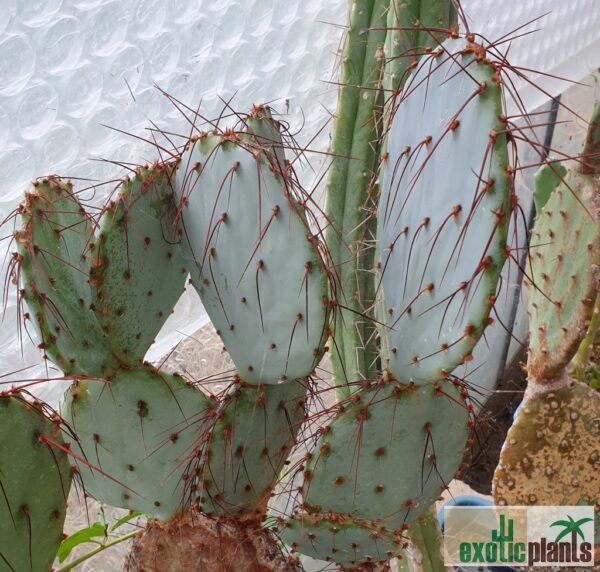 Opuntia santa-rita – Bild 2