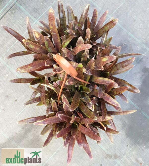 Neoregelia sp. 