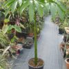Amorphophallus titanum - Titanwurz (Nr. 1)