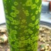 Amorphophallus titanum - Titanwurz (Nr. 1) – Bild 3