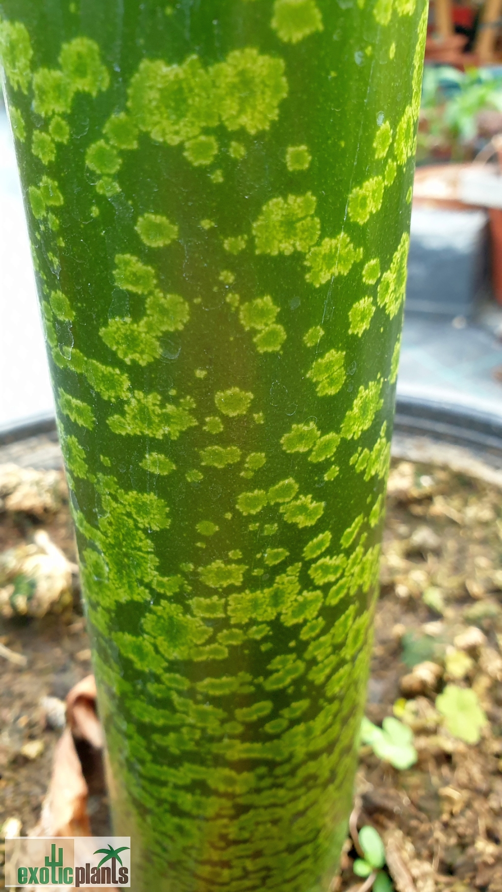 Amorphophallus Titanum Titanwurz Jungpflanzen ExoticPlants Amorphophallus Titanum Titanwurz Jungpflanzen ExoticPlants