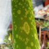 Amorphophallus titanum - Titanwurz (Nr. 1) – Bild 2