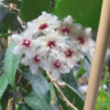 Hoya caudata var. 'Sumatra'