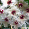 Hoya caudata var. 'Sumatra' – Bild 3