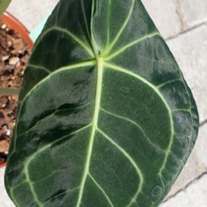 Anthurium clarinervium (Unikat)