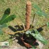 Philodendron billietiae (Unikat) – Bild 2