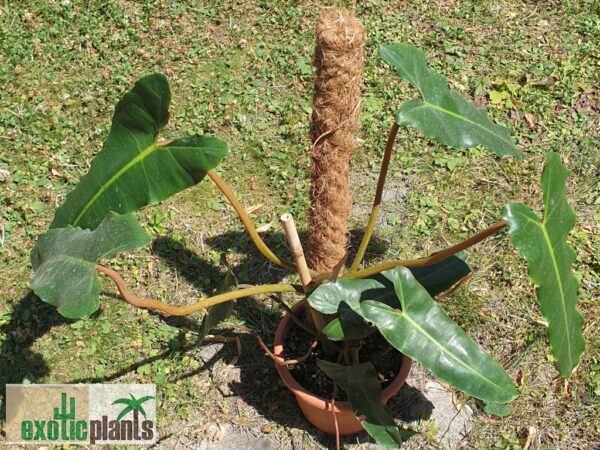 Philodendron billietiae (Unikat) – Bild 2