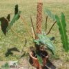 Philodendron billietiae (Unikat)
