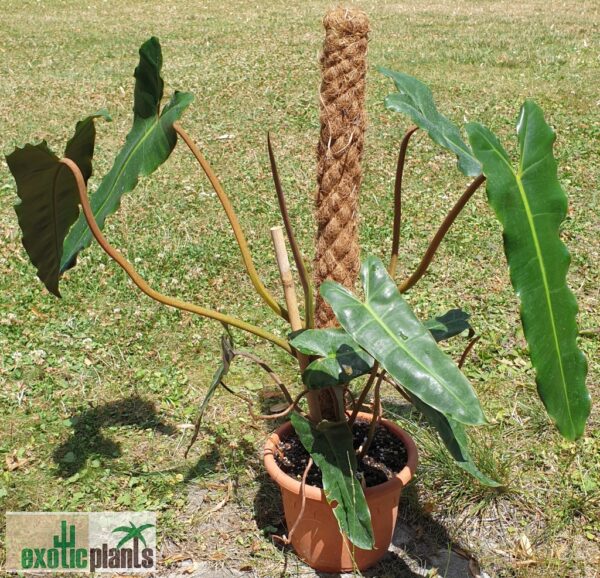 Philodendron billietiae (Unikat)