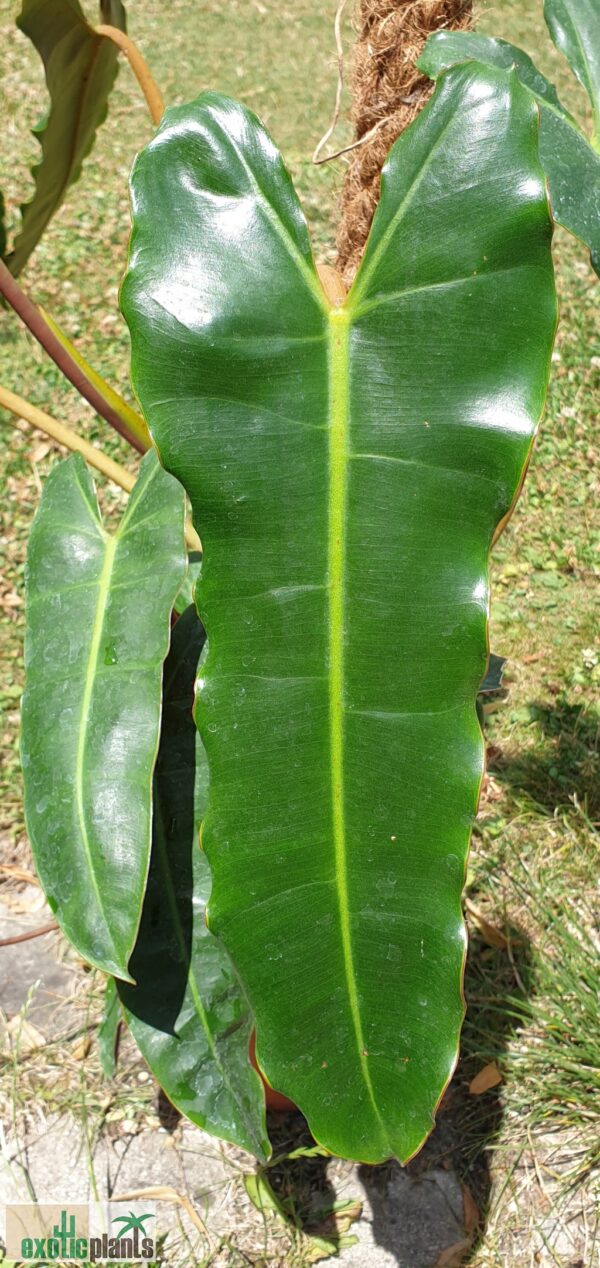 Philodendron billietiae (Unikat) – Bild 3