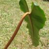 Philodendron billietiae (Unikat) – Bild 4