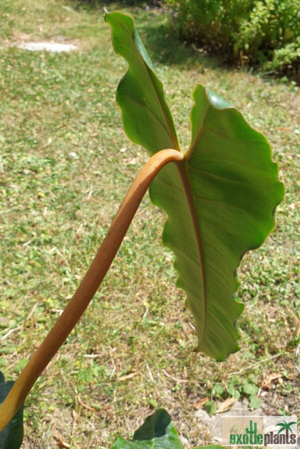 Philodendron billietiae (Unikat) – Bild 4