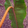 Philodendron billietiae (Unikat) – Bild 5