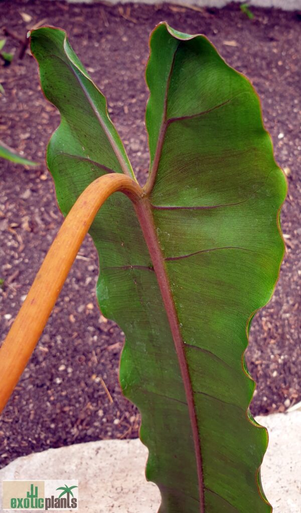 Philodendron billietiae (Unikat) – Bild 5