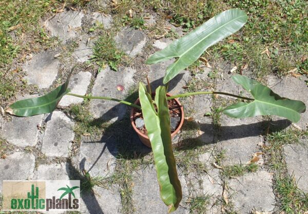 Philodendron atabapoense (Unikat)