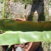 Philodendron atabapoense (Unikat) – Bild 3
