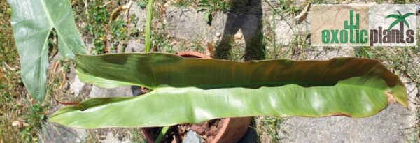 Philodendron atabapoense (Unikat) – Bild 3