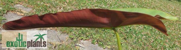 Philodendron atabapoense (Unikat) – Bild 2