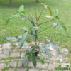 Philodendron mexicanum