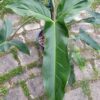 Philodendron mexicanum – Bild 2