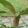 Philodendron mexicanum – Bild 3