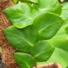 Rhaphidophora korthalsii Nr. 1