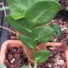 Rhaphidophora korthalsii Nr. 1 – Bild 2