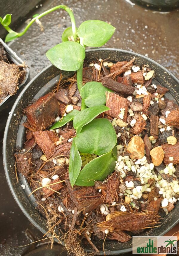 Rhaphidophora korthalsii Nr. 3