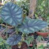 Alocasia baginda "Dragon Scale"