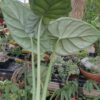Alocasia baginda "Dragon Scale" – Bild 2