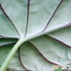 Alocasia baginda "Dragon Scale" – Bild 3