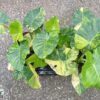 Alocasia gageana aurea variegata