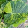 Alocasia gageana aurea variegata – Bild 4
