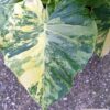 Alocasia gageana aurea variegata – Bild 3
