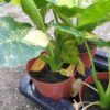 Alocasia gageana aurea variegata – Bild 2