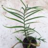 Philodendron tortum