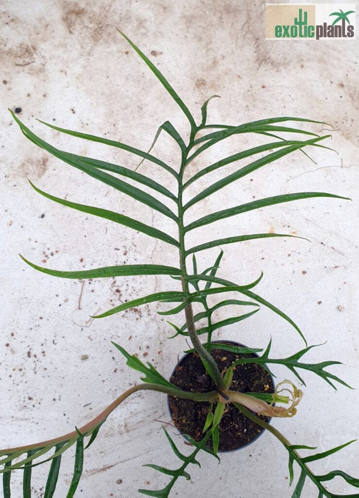 Philodendron tortum ExoticPlants Spezialist für exotische Pflanzen