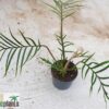 Philodendron tortum – Bild 2