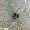 Philodendron tortum – Bild 3