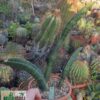 Sansevieria sinus-simiorum R1734