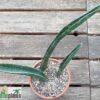 Sansevieria sinus-simiorum R1734 – Bild 6
