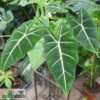 Alocasia micholitziana "Frydek"