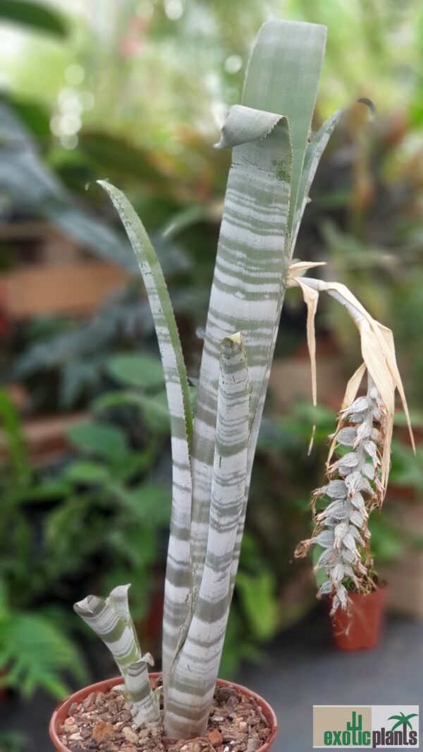 Billbergia decora