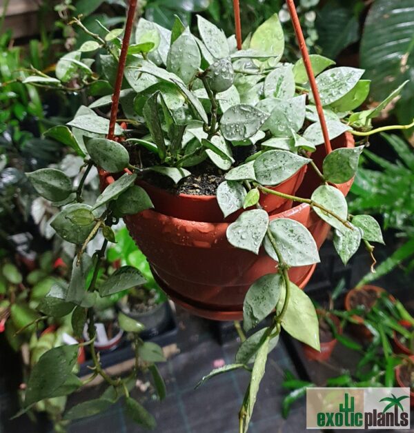 Hoya lacunosa 