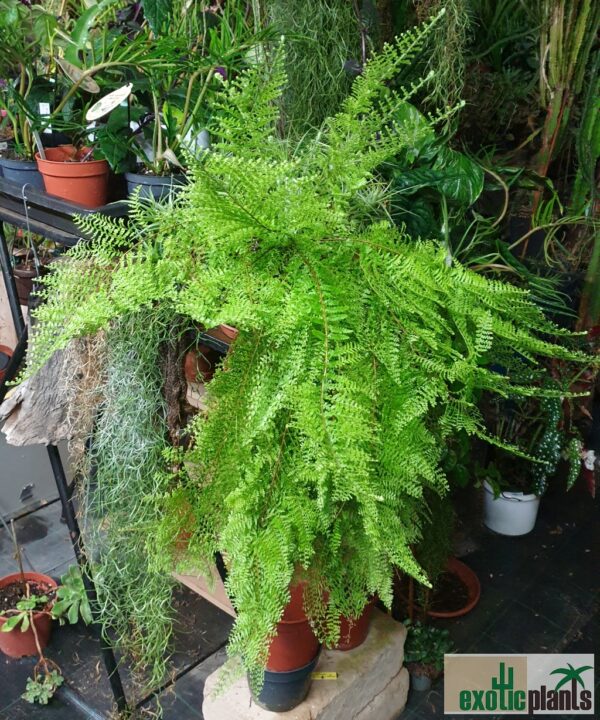 Nephrolepis 